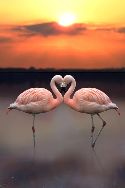 Aşk kalp flamingo — Stok fotoğraf