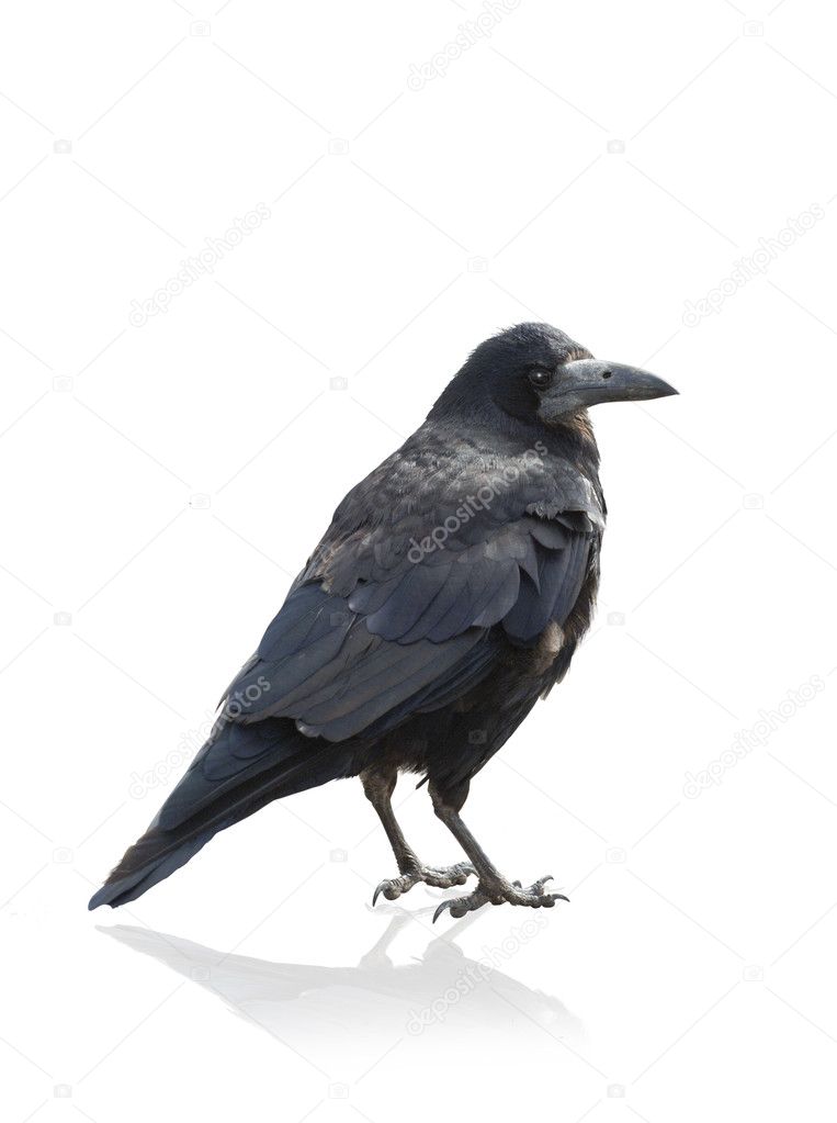 Isolated Crow