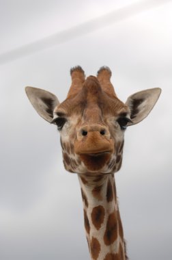 Giraffe head, close-up clipart