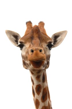 Giraffe clipart