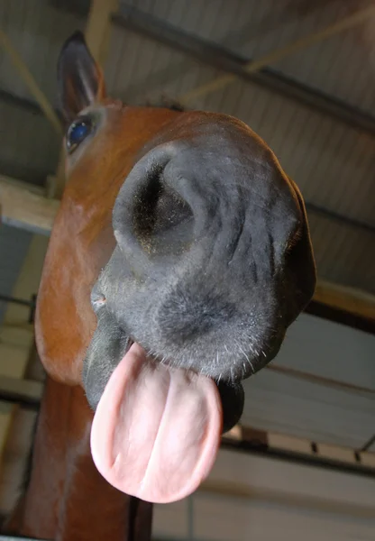 Showjumping кінь події — стокове фото