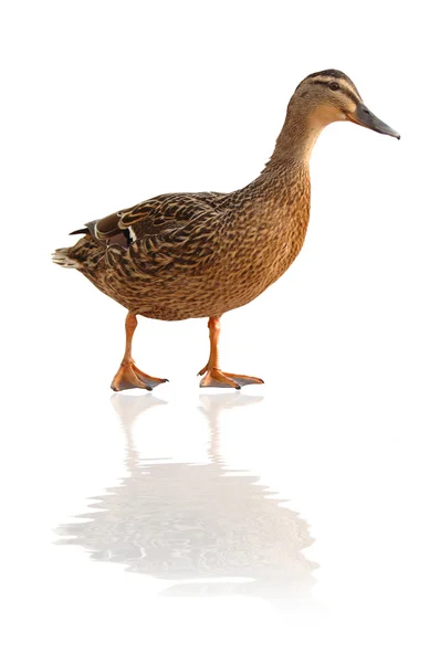 European duck, close-up — Stock Photo, Image