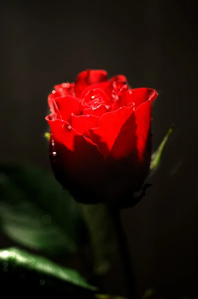 Одна красная роза — стоковое фото