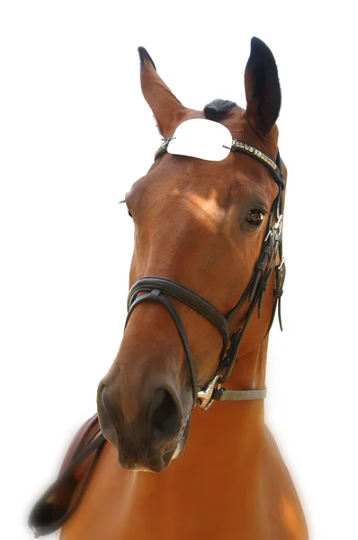 Cabeza de caballo, primer plano — Foto de Stock