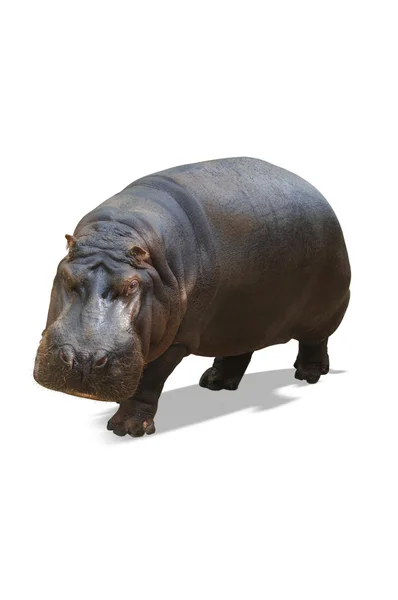 stock image Dark brown Rhinocerous