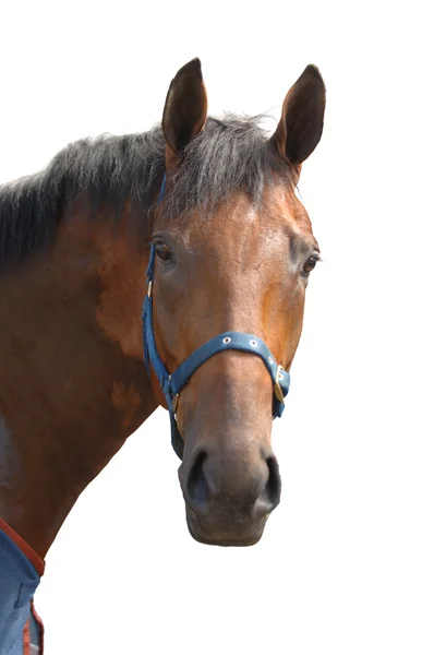 Cabeça de cavalo, close-up — Fotografia de Stock
