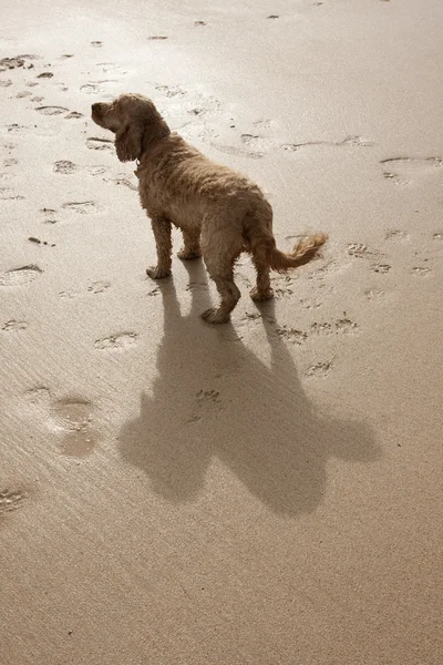 A dogs shadow