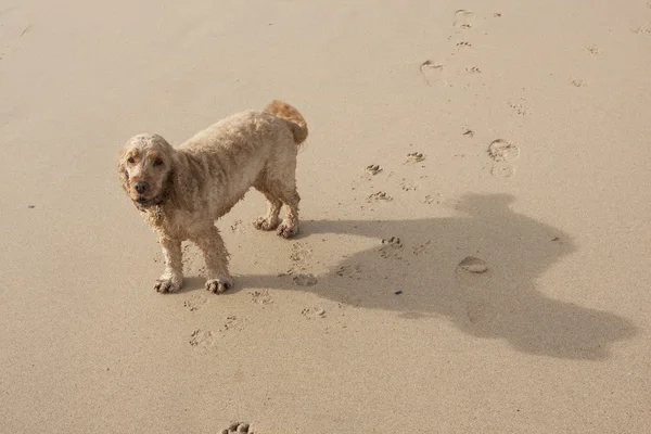 해변 개 — 스톡 사진
