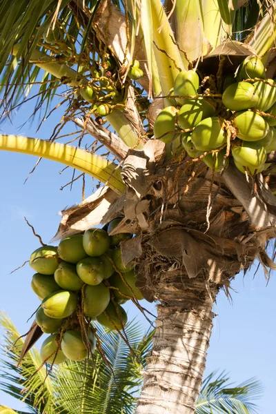 Kokosové ořechy na stromě — Stock fotografie
