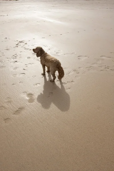海滩上的狗 — 图库照片