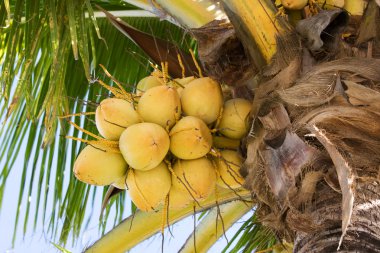 Growing coconuts clipart