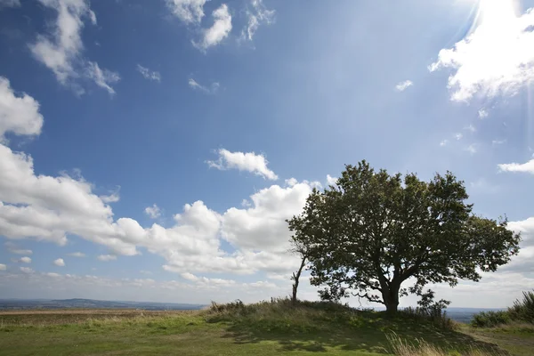 Самотній дерево — стокове фото