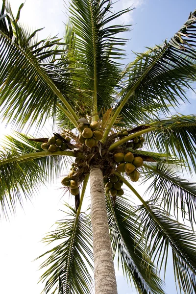 Palm boom kokosnoten — Stockfoto