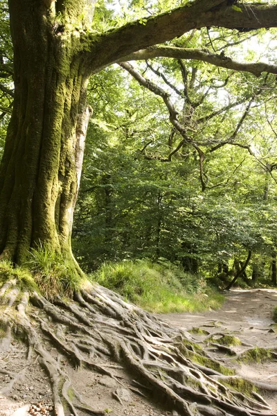 Radici degli alberi — Foto Stock