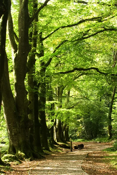 Fák és kerti ösvény — Stock Fotó