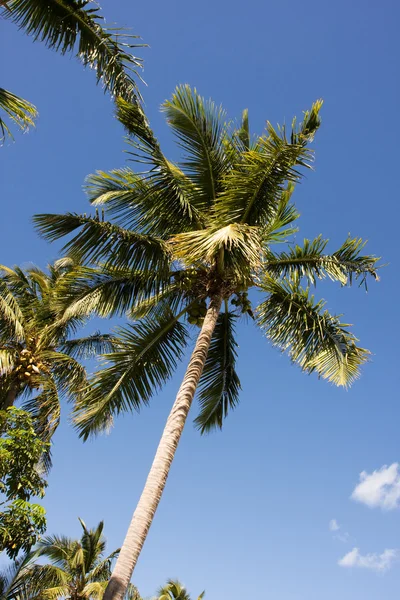 Tropical leaning palm tree — Stock Photo, Image