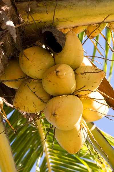 Gele kokosnoten — Stockfoto