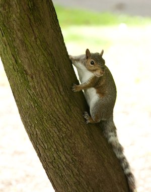 Grey squirrel clipart