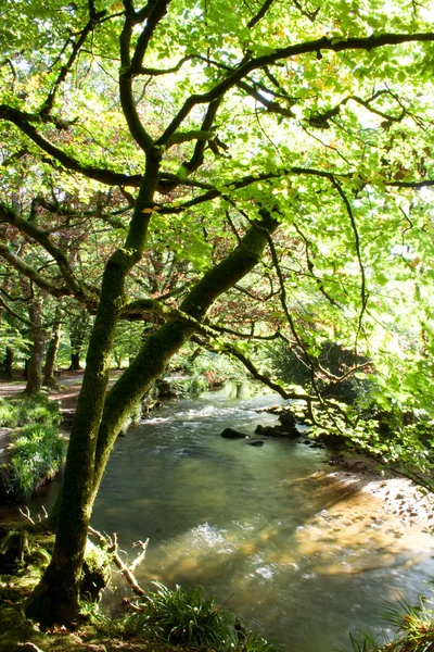 Tree by river — Stock Photo, Image