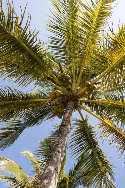 Tropik palmiye ağacı — Stok fotoğraf