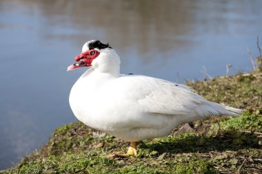 Muscovy duck clipart