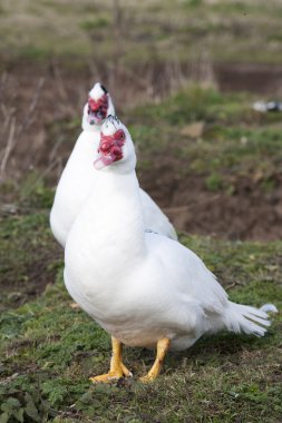 ördekler çifti