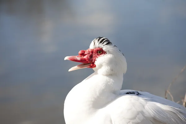 stock image Red face duck