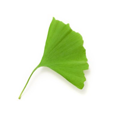 Ginkgo biloba