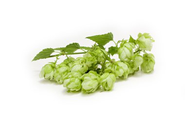 Hops clipart