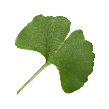 Ginkgo biloba