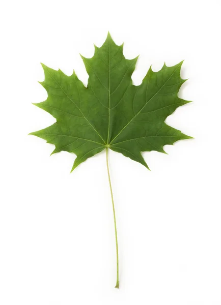 Stock image Full size photo of leaf