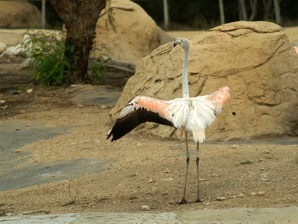 stock image Flamingo - director.