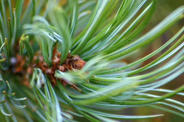 Pine. — Stock Photo, Image