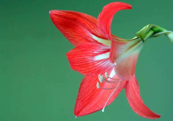 Красная Лили . — стоковое фото