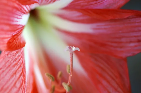 Röd lily5. — Stockfoto