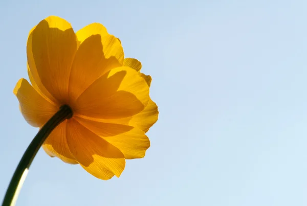 Sarı flower2 — Stok fotoğraf