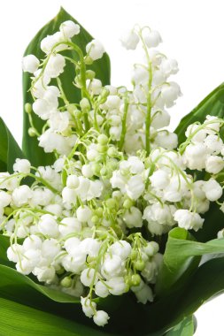 Lily of the valley clipart