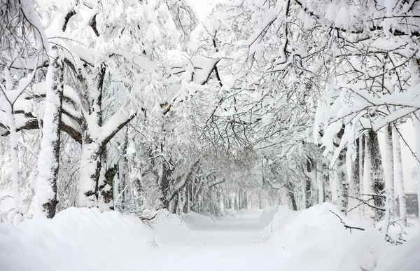 Snö road — Stockfoto