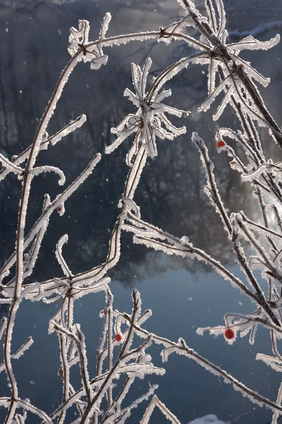 冬の抽象化 — ストック写真