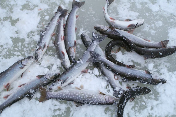 Χειμερινό Ψάρεμα — Φωτογραφία Αρχείου