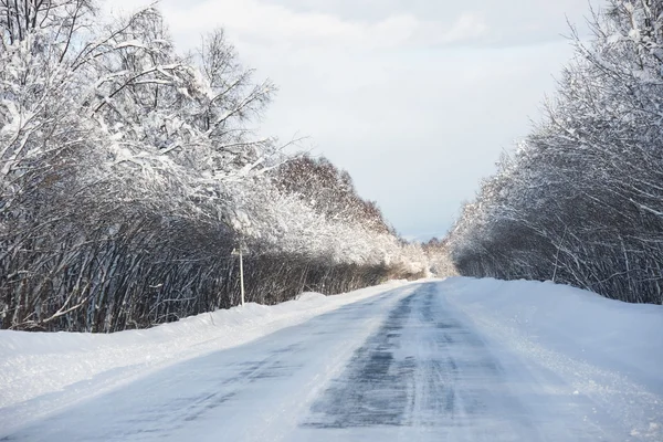 Vintern trä — Stockfoto