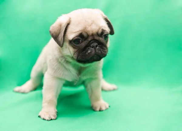 Cachorro Pug —  Fotos de Stock