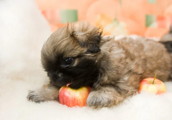 Pekingese puppy — Stock Photo, Image