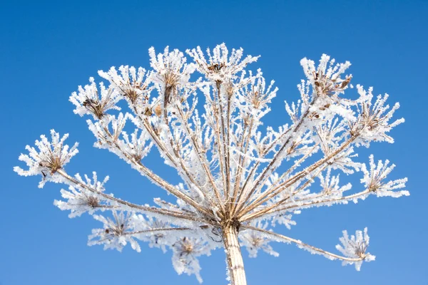 樹氷 — ストック写真
