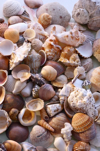 stock image Seashells on the sand