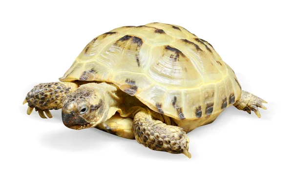 stock image Reptile turtle animal