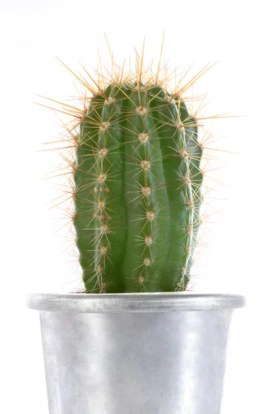 stock image Cactus