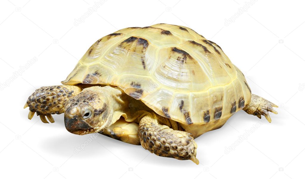 Reptile turtle animal