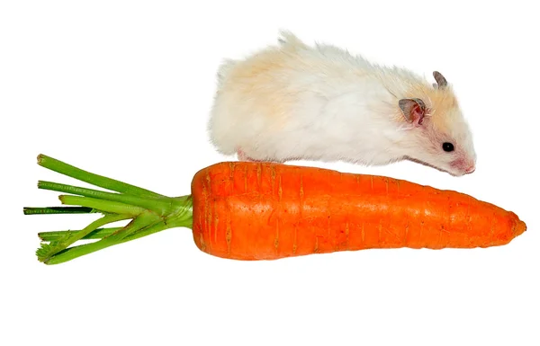 Хомяк рядом с морковью — стоковое фото