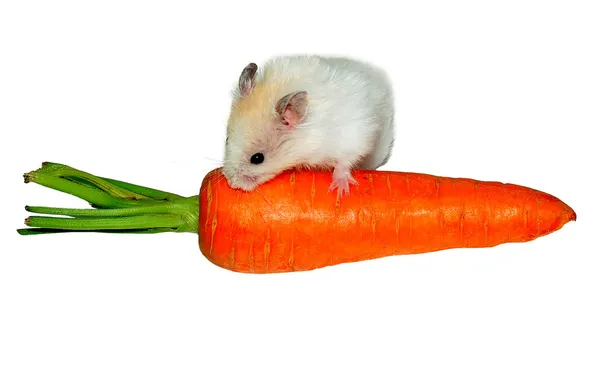 Havuç üzerine hamster — Stok fotoğraf